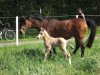 dressage horse Cross Fire (German Riding Pony, 2010, from Top Champy)