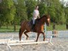 dressage horse Prime Time Explosion (Westphalian, 2005, from Pik Labionics)