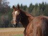 broodmare Anja (Württemberger, 1994, from Anselm)