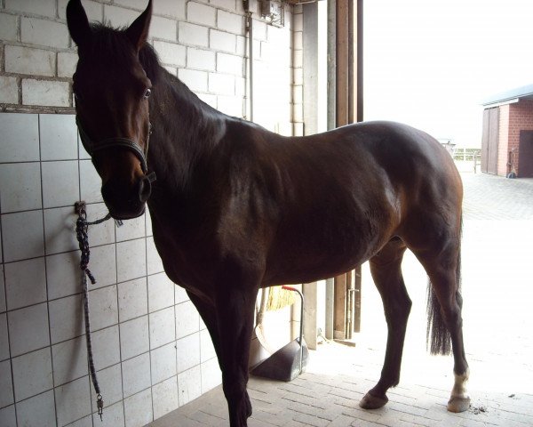 dressage horse Laudatio 40 (Westphalian, 2004, from Laurentianer)