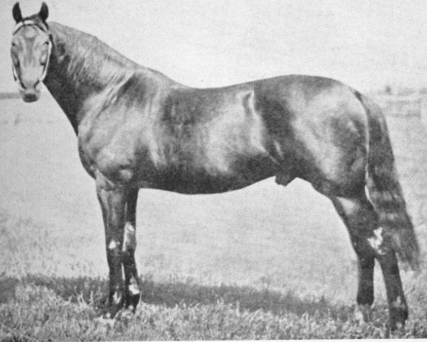 stallion Musket xx (Thoroughbred, 1867, from Toxophilite xx)
