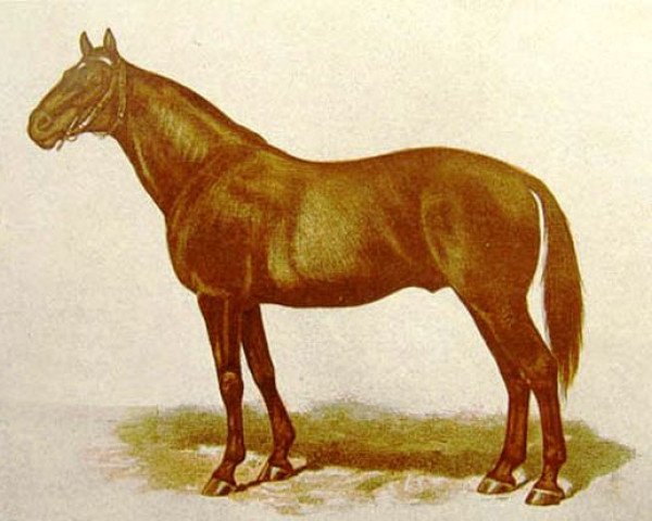 stallion Kisber xx (Thoroughbred, 1873, from Buccaneer xx)