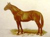 stallion Kisber xx (Thoroughbred, 1873, from Buccaneer xx)
