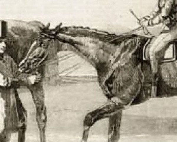 stallion See Saw xx (Thoroughbred, 1865, from Buccaneer xx)