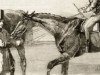 stallion See Saw xx (Thoroughbred, 1865, from Buccaneer xx)