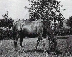 broodmare Ibidem xx (Thoroughbred, 1903, from Little Duck xx)