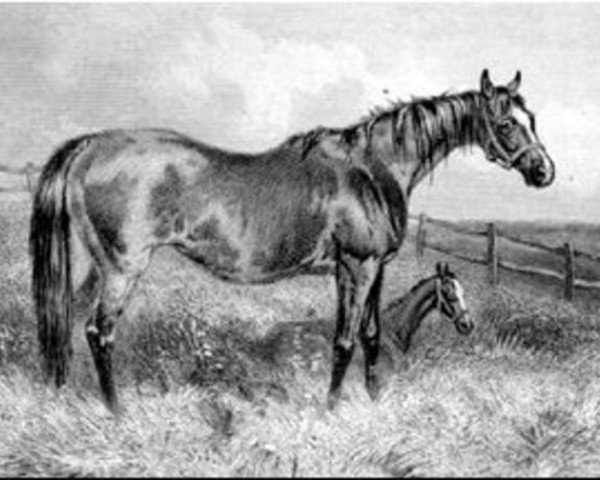 broodmare Queen Mary xx (Thoroughbred, 1843, from Gladiator xx)