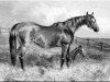 broodmare Queen Mary xx (Thoroughbred, 1843, from Gladiator xx)