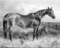 broodmare Queen Mary xx (Thoroughbred, 1843, from Gladiator xx)