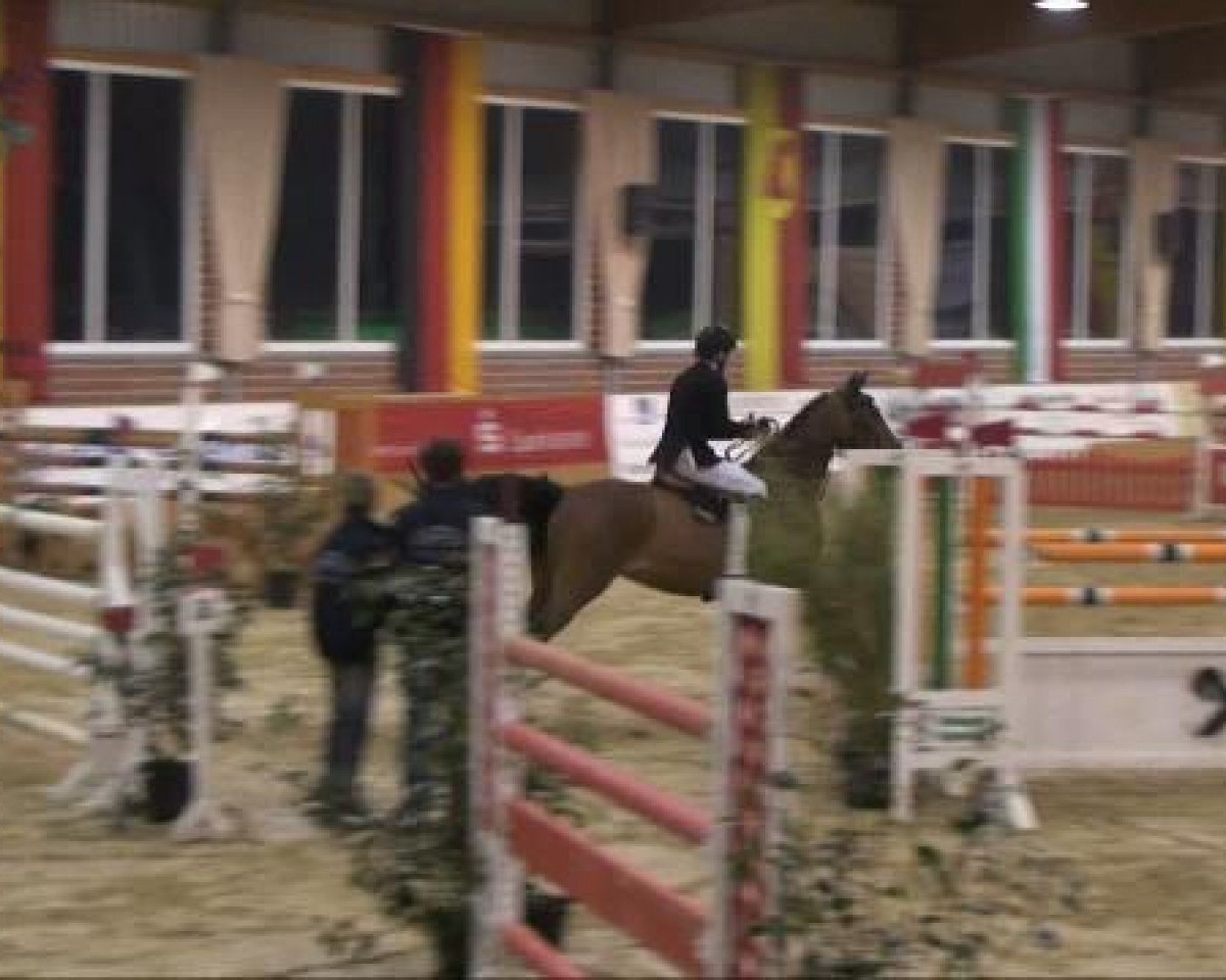 jumper Wait and See 18 (Hanoverian, 2003, from Weissenburg)