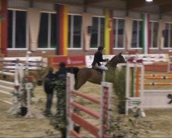 jumper Wait and See 18 (Hanoverian, 2003, from Weissenburg)