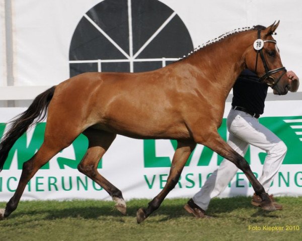 broodmare Dancing Matilda (German Riding Pony, 2007, from FS Don't Worry)