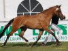 broodmare Dancing Matilda (German Riding Pony, 2007, from FS Don't Worry)
