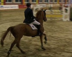 jumper Whoopie 28 (KWPN (Royal Dutch Sporthorse), 2002, from Orion Fortuna)