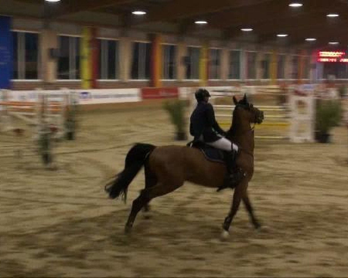 Springpferd Mister Jinks 2 (Holsteiner, 2003, von Caretino)