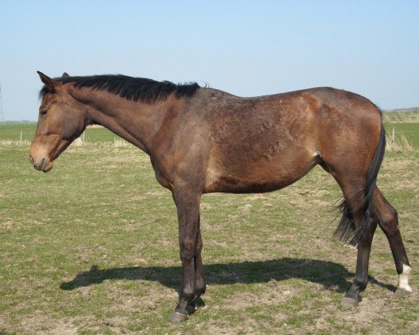 broodmare Capriana (Trakehner, 2008, from Rheinklang)