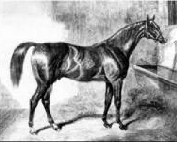 stallion Venison xx (Thoroughbred, 1833, from Partisan xx)