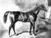 stallion Venison xx (Thoroughbred, 1833, from Partisan xx)