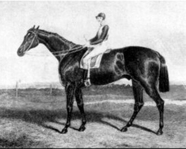 stallion Faugh-a-Ballagh xx (Thoroughbred, 1841, from Sir Hercules xx)