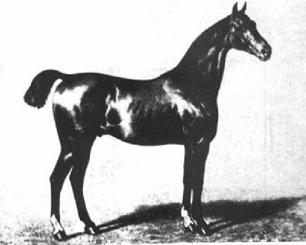 stallion Ethelbert xx (Thoroughbred, 1850, from Faugh-a-Ballagh xx)