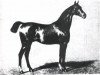 stallion Ethelbert xx (Thoroughbred, 1850, from Faugh-a-Ballagh xx)