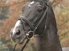 stallion Torero (Oldenburg, 1982, from Tin Rocco)
