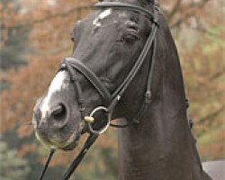 stallion Torero (Oldenburg, 1982, from Tin Rocco)