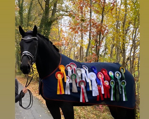 dressage horse Donna Rosa de La Coeur (Oldenburg, 2017, from Delatio)