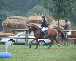 dressage horse Laredo (Westphalian, 1995, from Lapaz L)