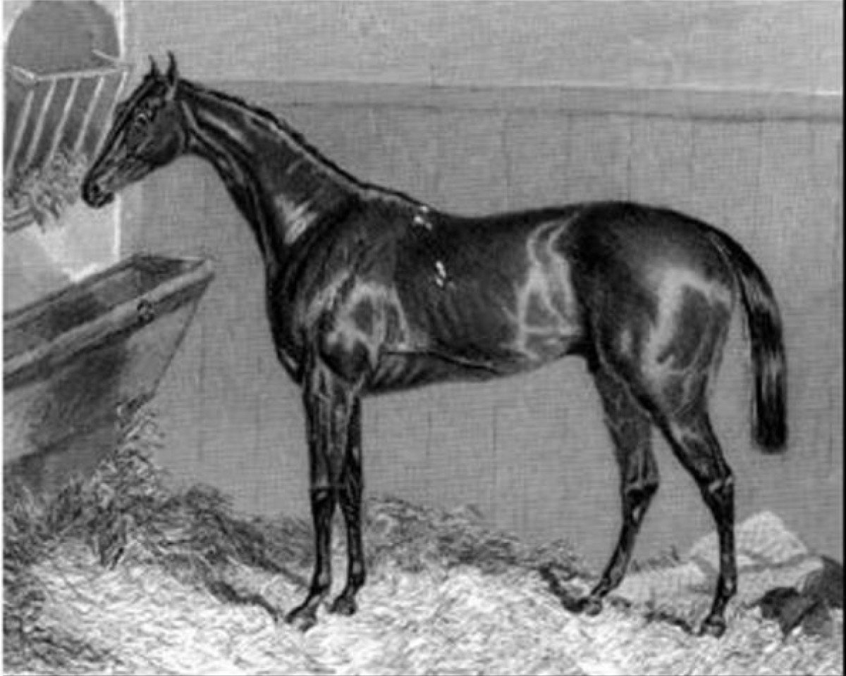 stallion The Flying Dutchman xx (Thoroughbred, 1846, from Bay Middleton xx)