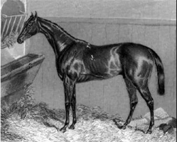 horse The Flying Dutchman xx (Thoroughbred, 1846, from Bay Middleton xx)