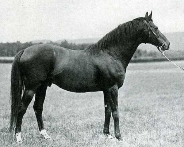 stallion Laland xx (Thoroughbred, 1917, from Fels xx)
