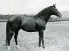 stallion Laland xx (Thoroughbred, 1917, from Fels xx)