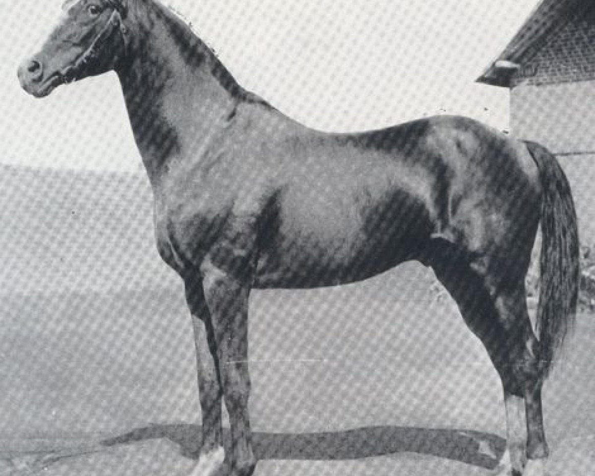 stallion Saxifrage xx (Thoroughbred, 1872, from Vertugadin xx)