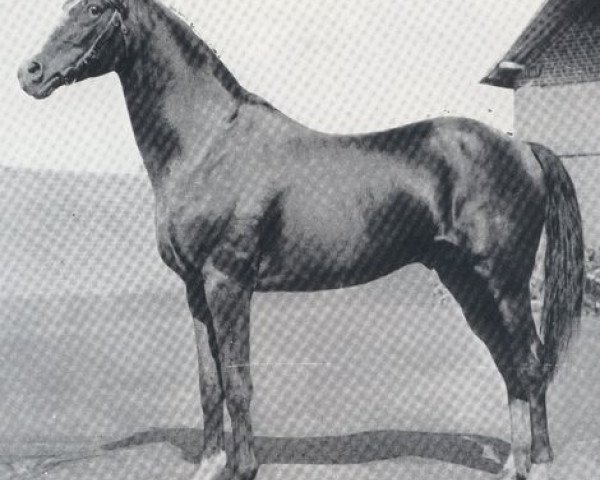 stallion Saxifrage xx (Thoroughbred, 1872, from Vertugadin xx)