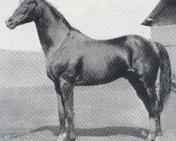 stallion Saxifrage xx (Thoroughbred, 1872, from Vertugadin xx)