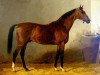 stallion Chamant xx (Thoroughbred, 1874, from Mortemer xx)