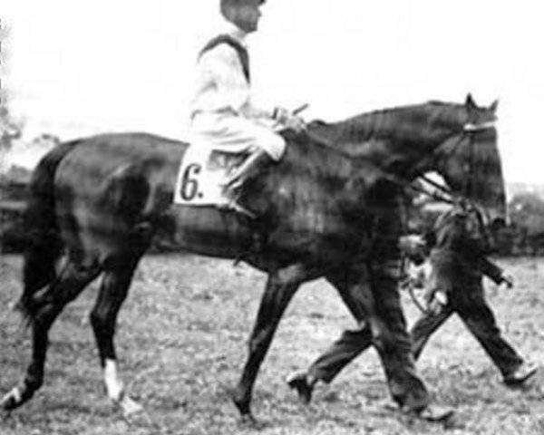 stallion Ferro xx (Thoroughbred, 1923, from Landgraf xx)