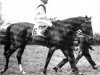 horse Ferro xx (Thoroughbred, 1923, from Landgraf xx)