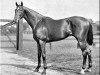 stallion Isinglass xx (Thoroughbred, 1890, from Isonomy xx)