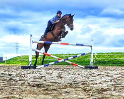 jumper Topolino Sh (Austrian Warmblood, 2016, from Cullinan du Borget B)