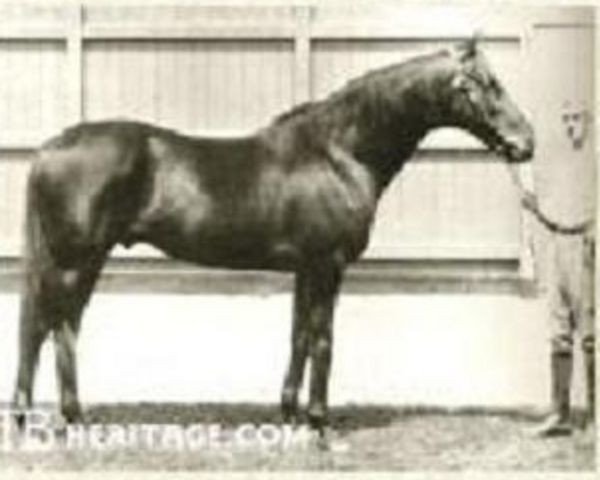 stallion Louviers xx (Thoroughbred, 1906, from Isinglass xx)