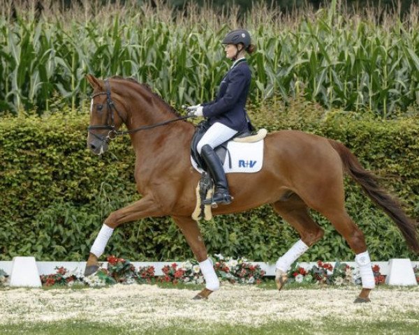 dressage horse Sportsfreund (Westphalian, 2011, from Sunday)