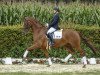 dressage horse Sportsfreund (Westphalian, 2011, from Sunday)