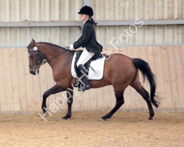 dressage horse Bariton (German Riding Pony, 1992, from Bariton)