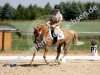 dressage horse Glorie 10 (German Riding Pony, 2002, from Traumprinz)