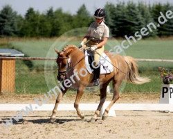 dressage horse Glorie 10 (German Riding Pony, 2002, from Traumprinz)