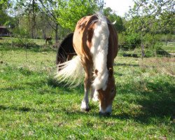 horse Wildfang (Haflinger, 1995, from Wallenstein (1,57% ox))