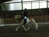 dressage horse Stevie (Haflinger, 1997, from El.H. /P.H Steinadler)