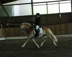 dressage horse Stevie (Haflinger, 1997, from El.H. /P.H Steinadler)